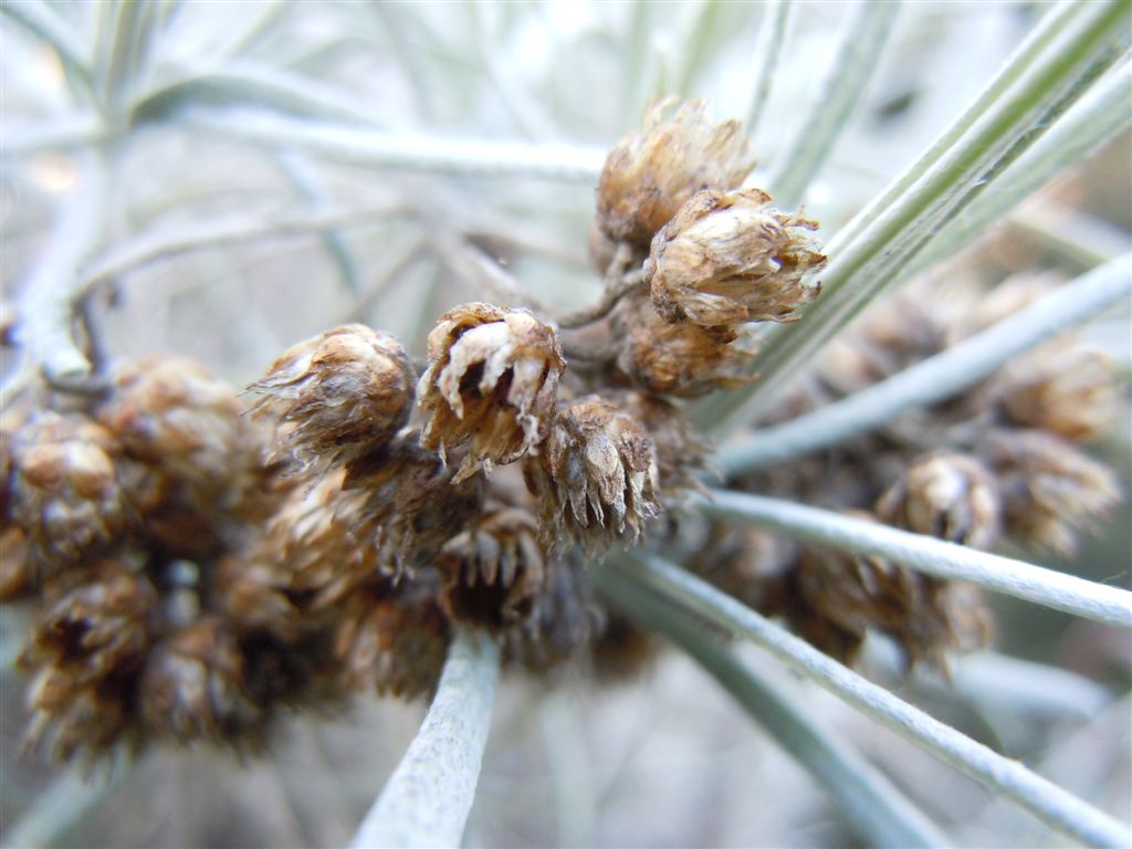 Pianta da Posillipo - Helichrysum litoreum